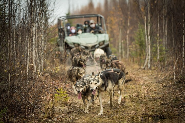 Private Fall Foliage Mushing Cart Ride in Fairbanks - Photo 1 of 9